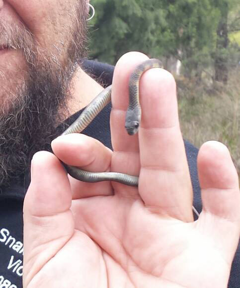 Baby snake 2