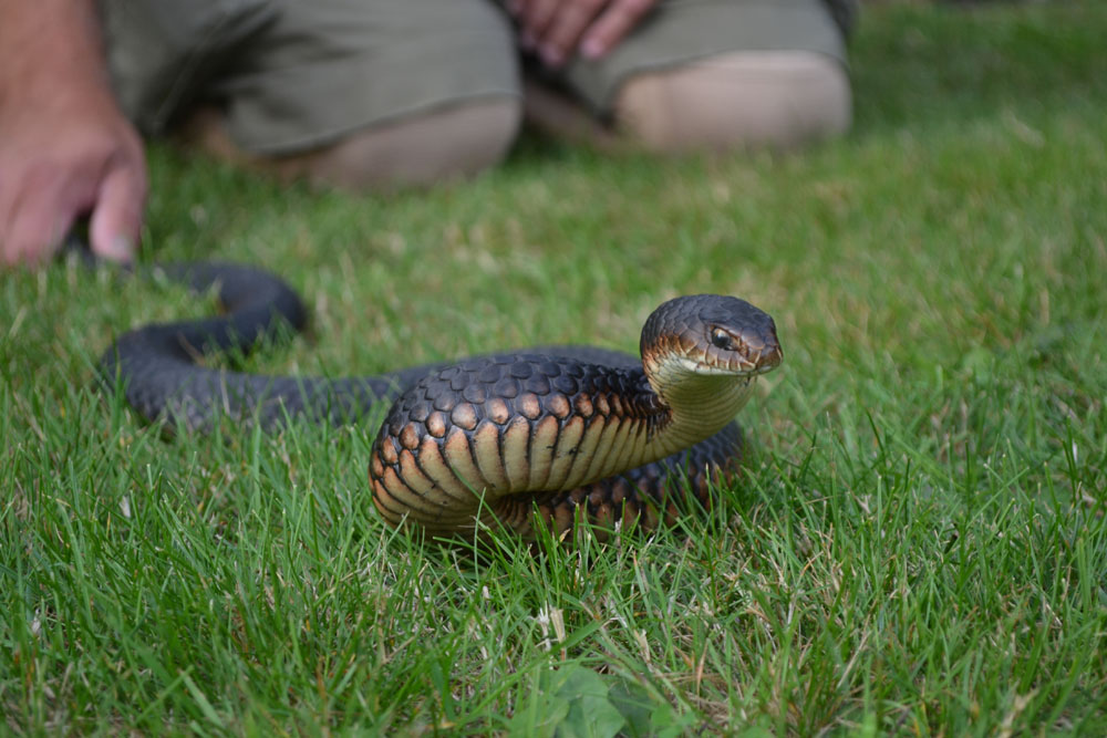 Copperhead snake